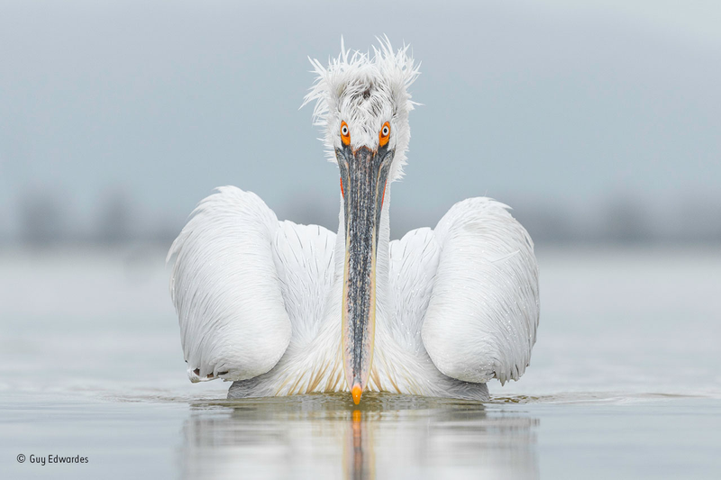 Illustration for article titled Wildlife Photo Contest Shows Nature Can Be Cruel—But Also Kind